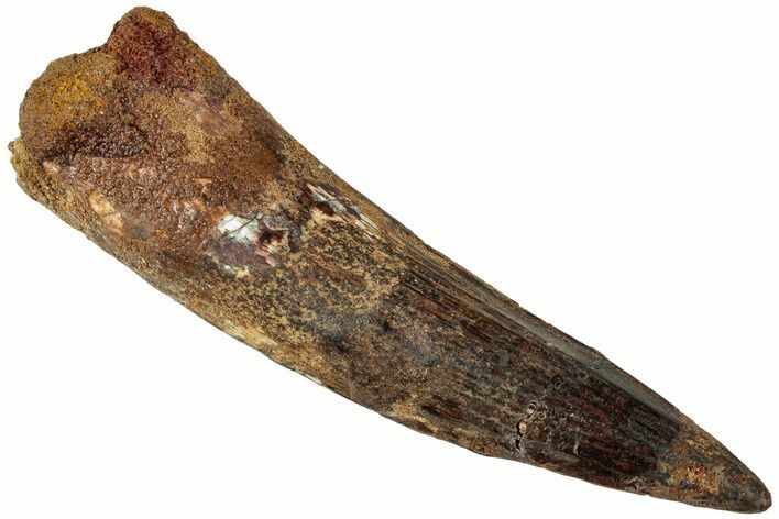 Fossil Spinosaurus Tooth - Real Dinosaur Tooth #311311